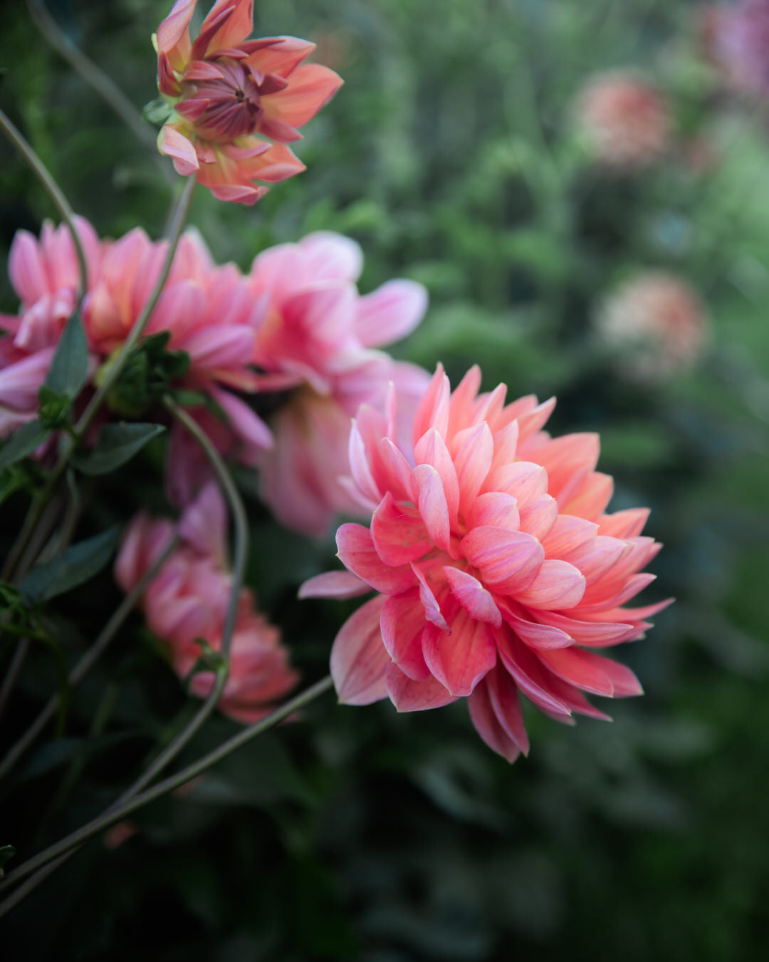 Hollyhill Daydream Dahlia Petal Back Farm