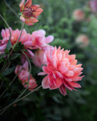Hollyhill Daydream Dahlia Petal Back Farm