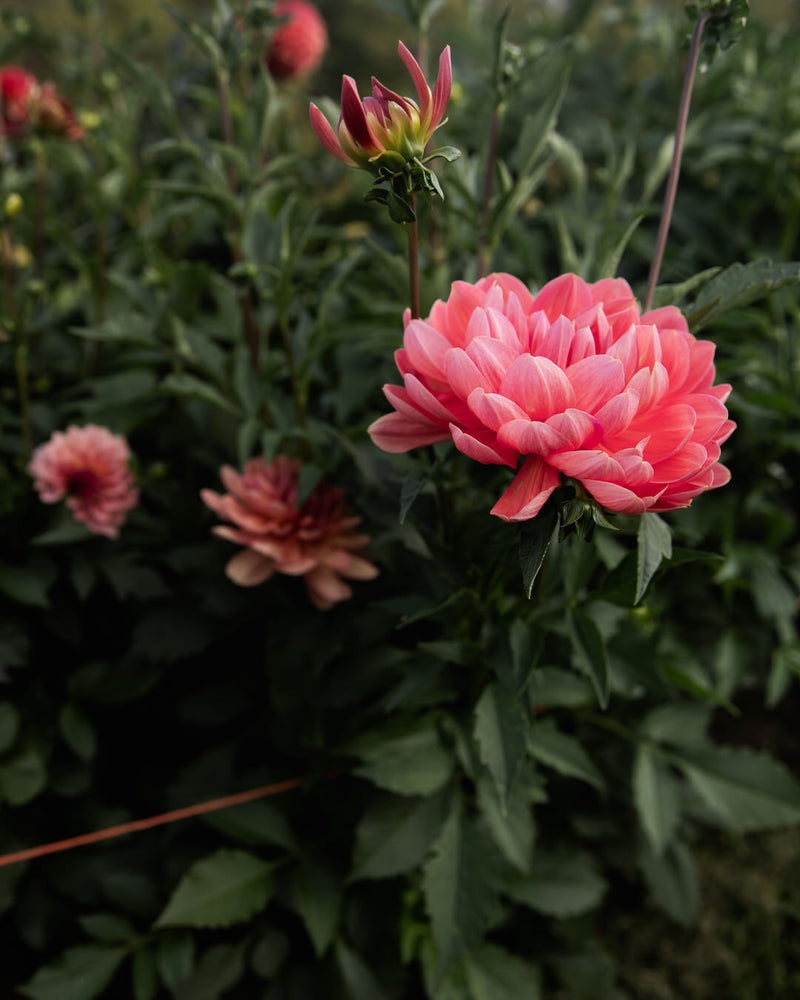 Hollyhill Daydream Dahlia Petal Back Farm