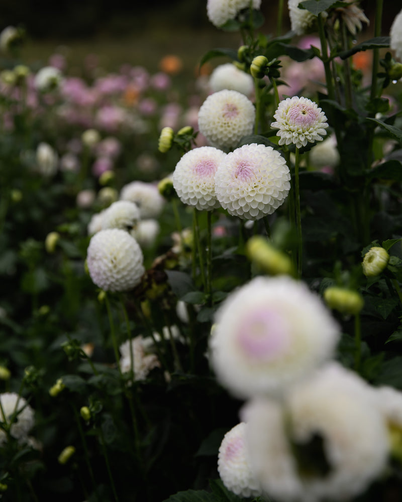 Dahlia Hollyhill Miss White Tuber Sale