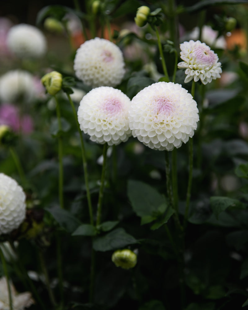 Dahlia Hollyhill Miss White Tuber Sale