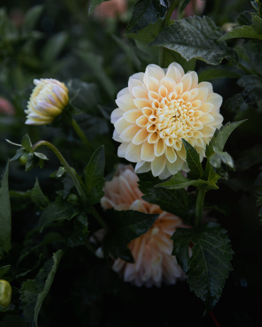 Dahlia Honey Dew