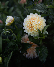Dahlia Honey Dew