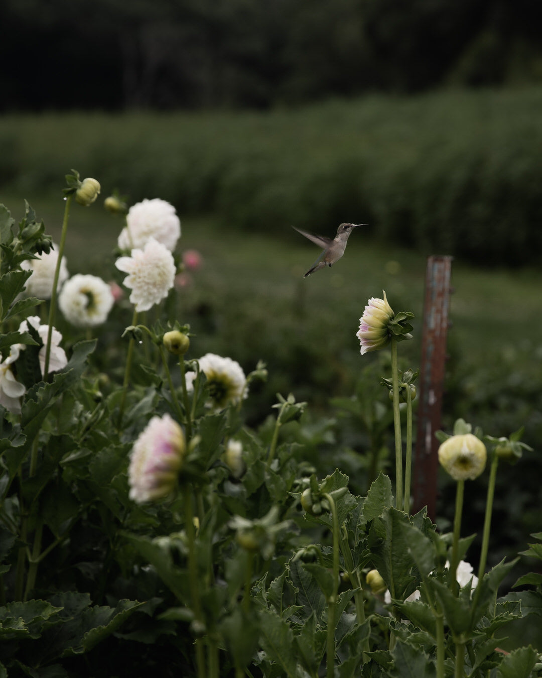 Dahlia Irish Ruffles