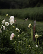 Dahlia Irish Ruffles