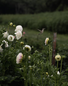 Dahlia Irish Ruffles
