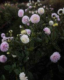 Dahlia Irish Candy