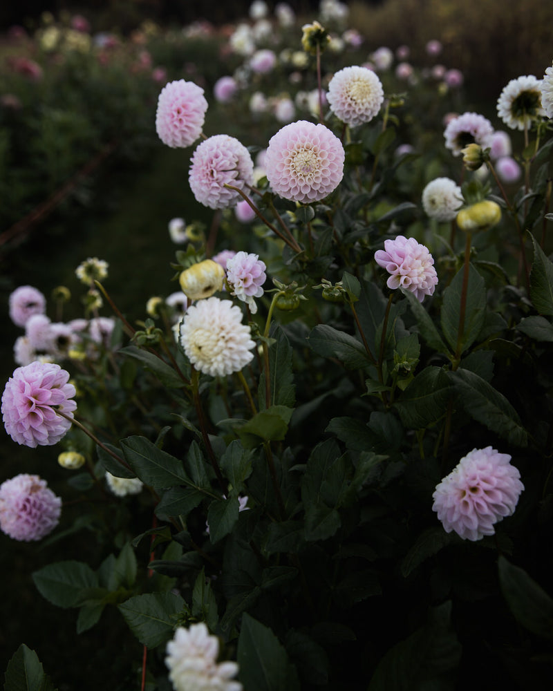Dahlia Irish Candy