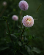 Dahlia Irish D Porter