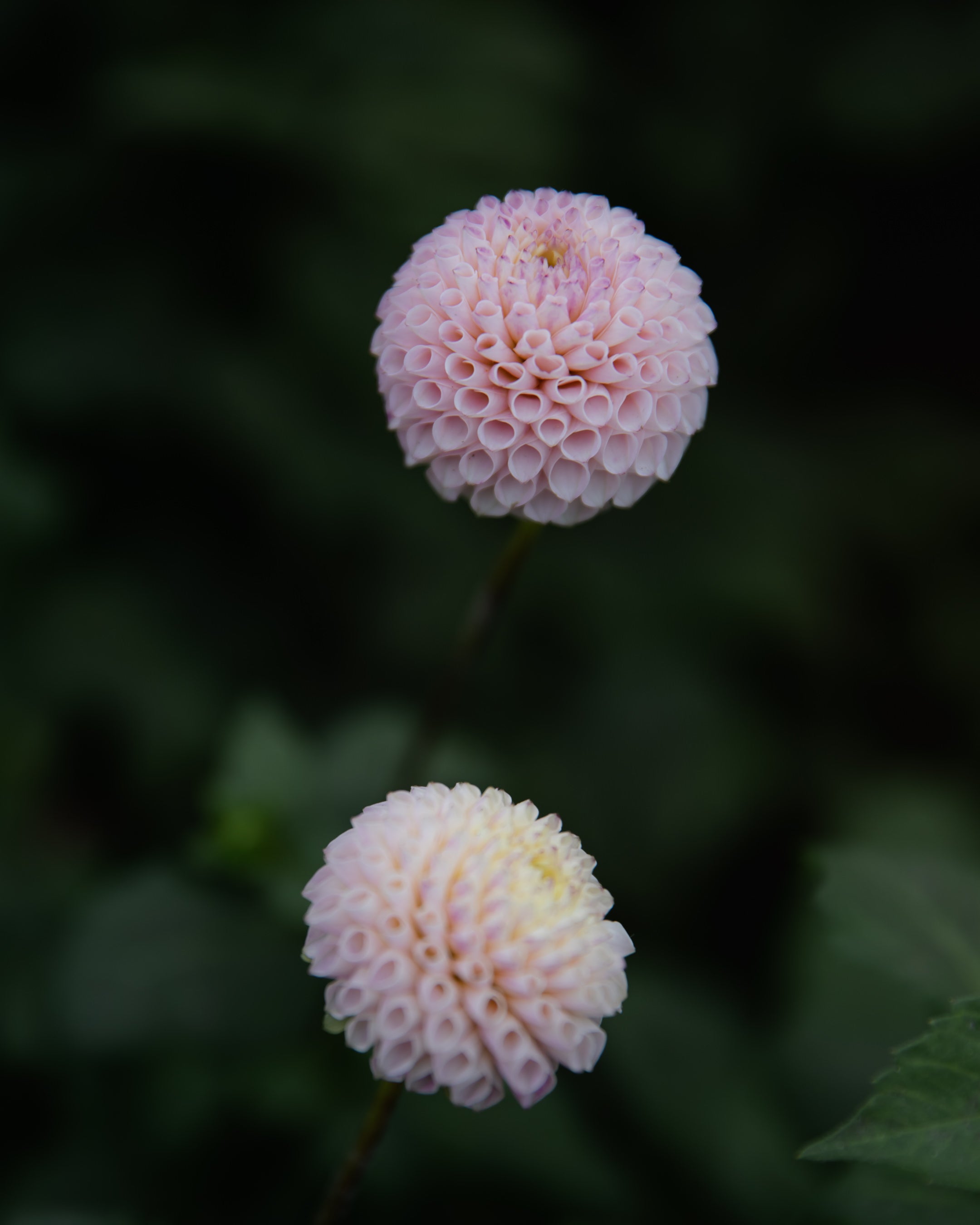 Dahlia Irish D Porter