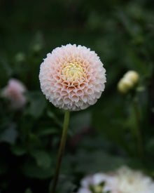 Dahlia Irish D Porter