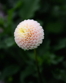 Dahlia Irish D Porter Tuber Sale
