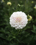 Dahlia Irish Ruffles Tuber Sale