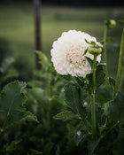 Dahlia Irish Ruffles Tuber Sale