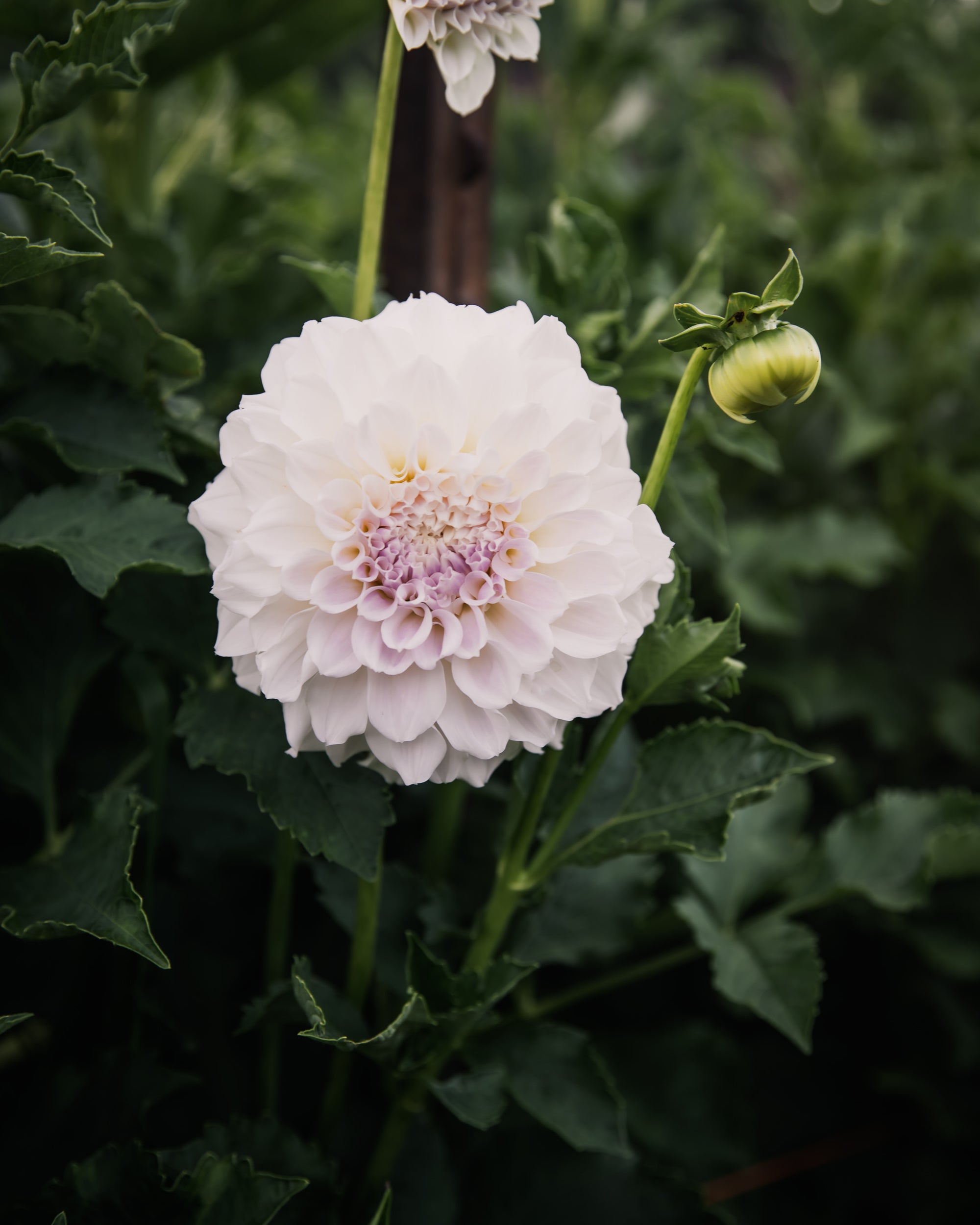 Dahlia Irish Ruffles Tuber Sale