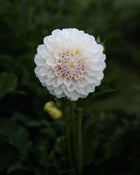 Dahlia Irish Ruffles