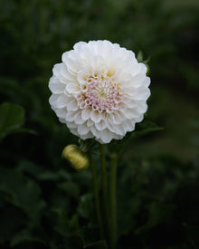 Dahlia Irish Ruffles