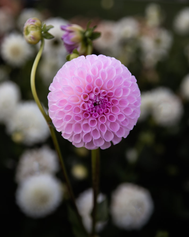 Dahlia Isabel