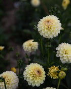 Dahlia Isa's Favorite