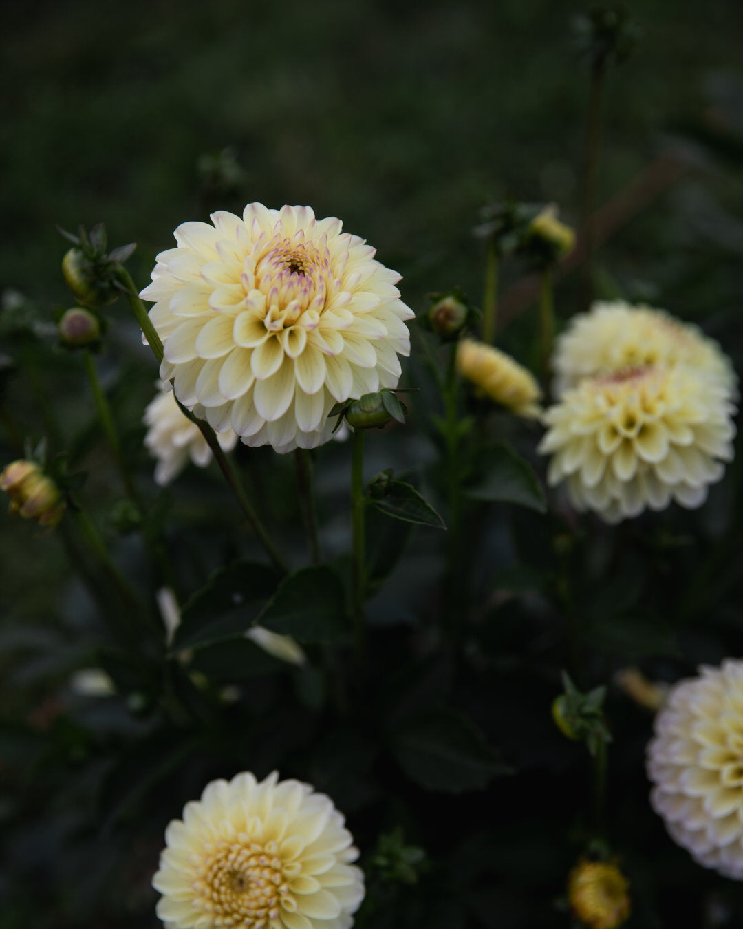 Dahlia Isa's Favorite