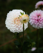 Dahlia Janick's Symphony