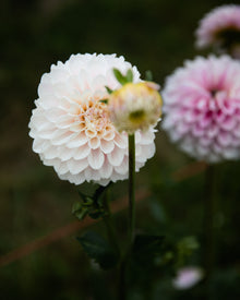 Dahlia Janick's Symphony