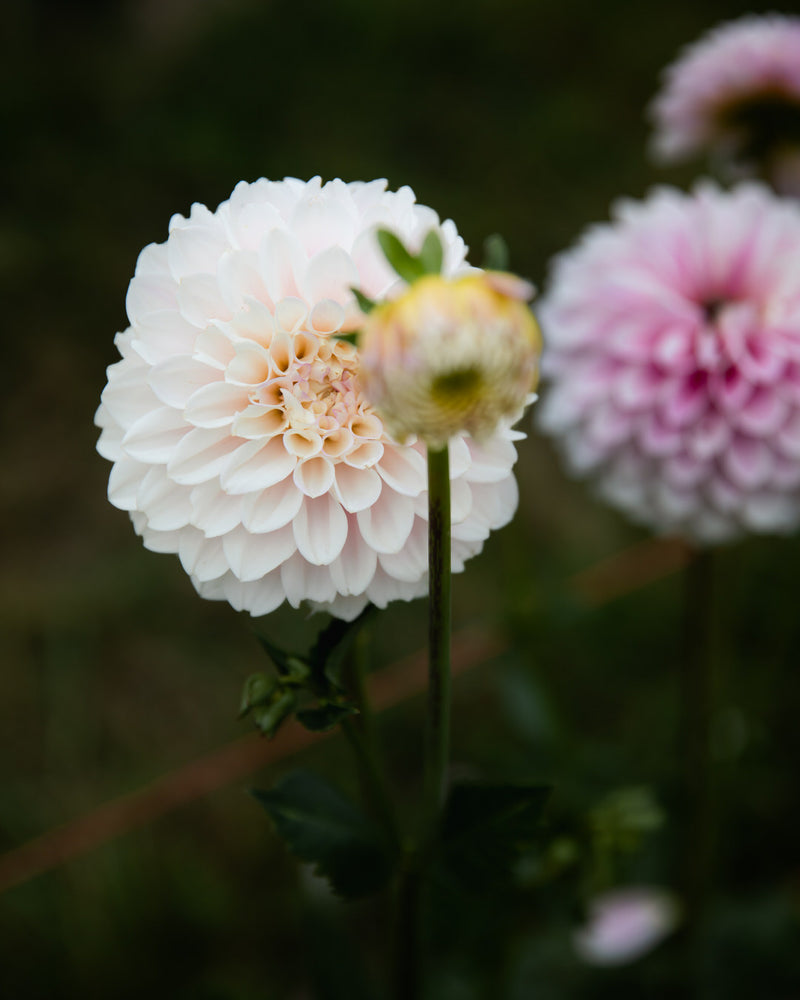 Dahlia Janick's Symphony