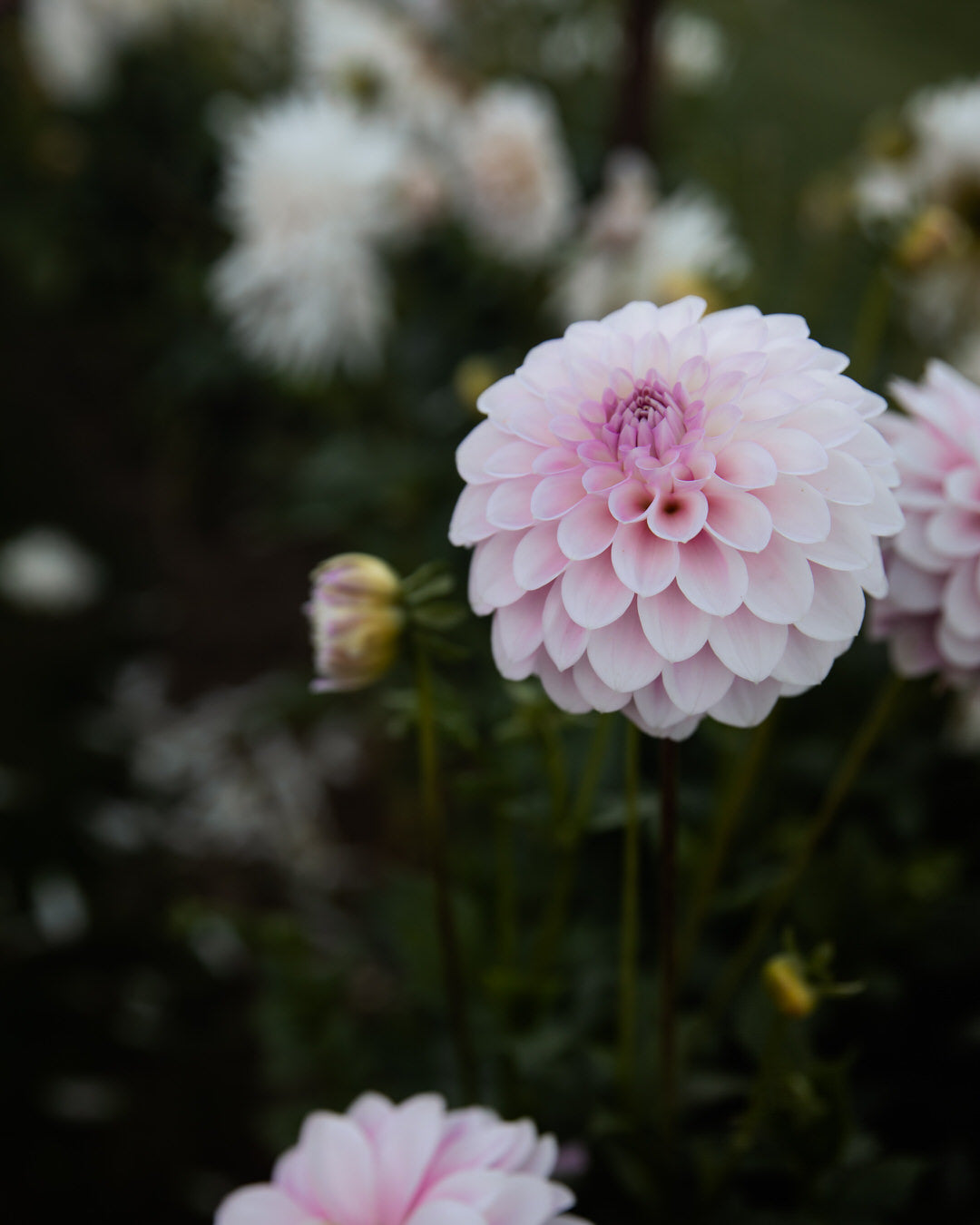 Dahlia Janick's Symphony