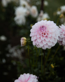 Dahlia Janick's Symphony