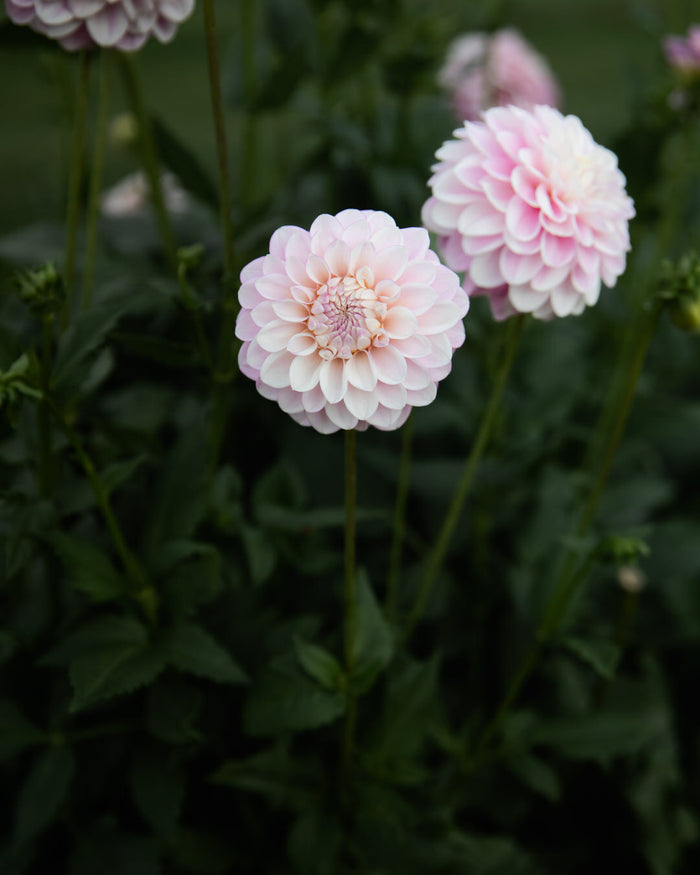 Dahlia Janick's Symphony