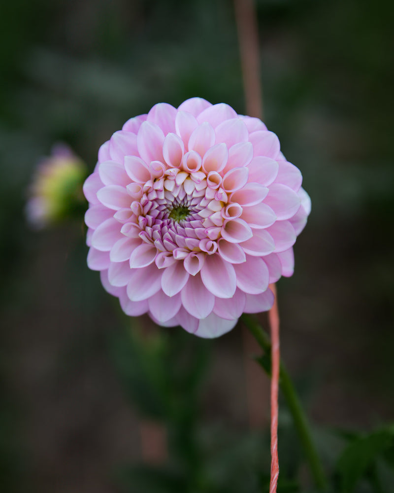 Dahlia Janick's Symphony