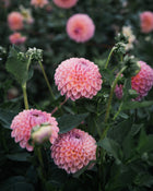 Dahlia Tuber Sale Jowey Winnie