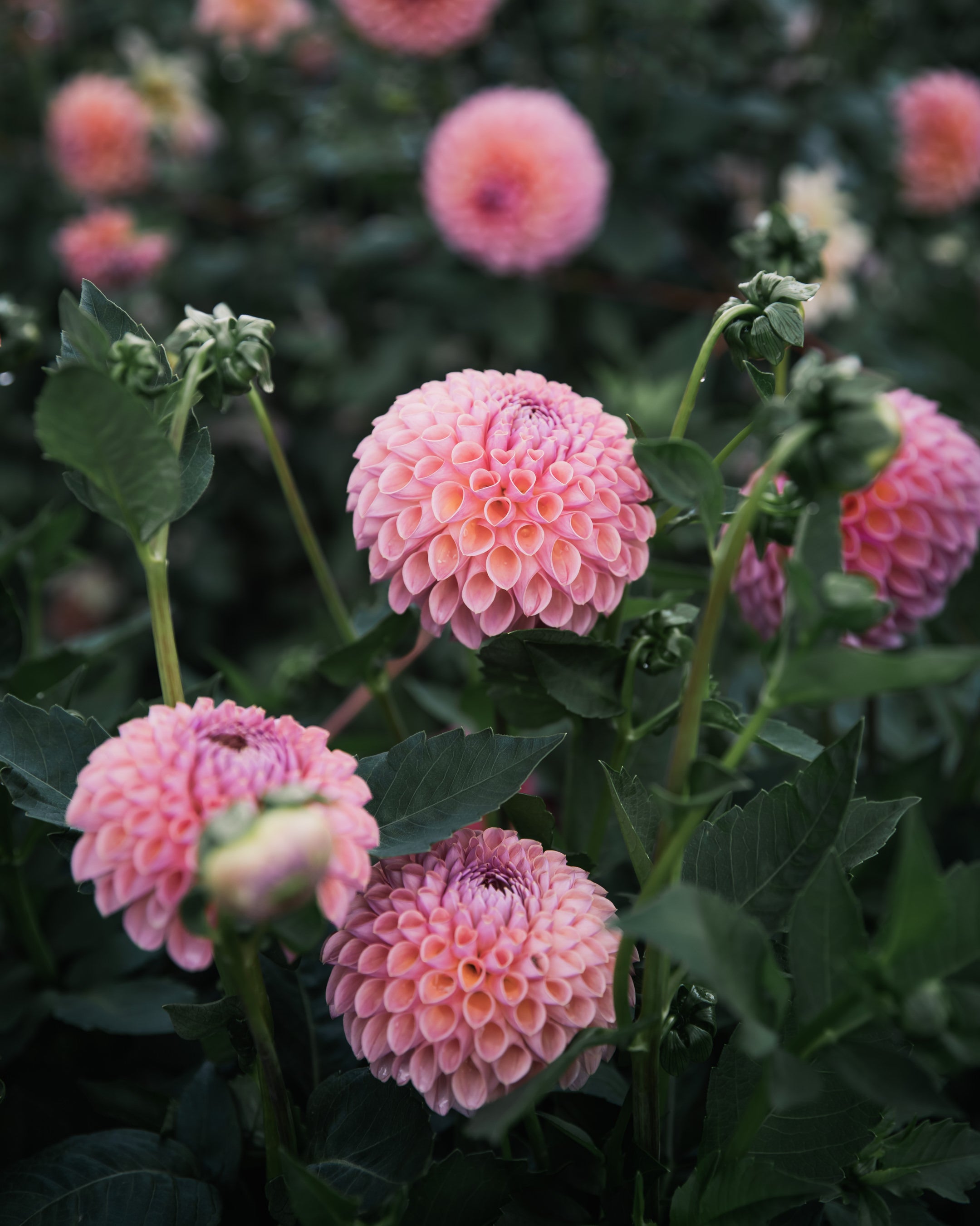 Dahlia Tuber Sale Jowey Winnie