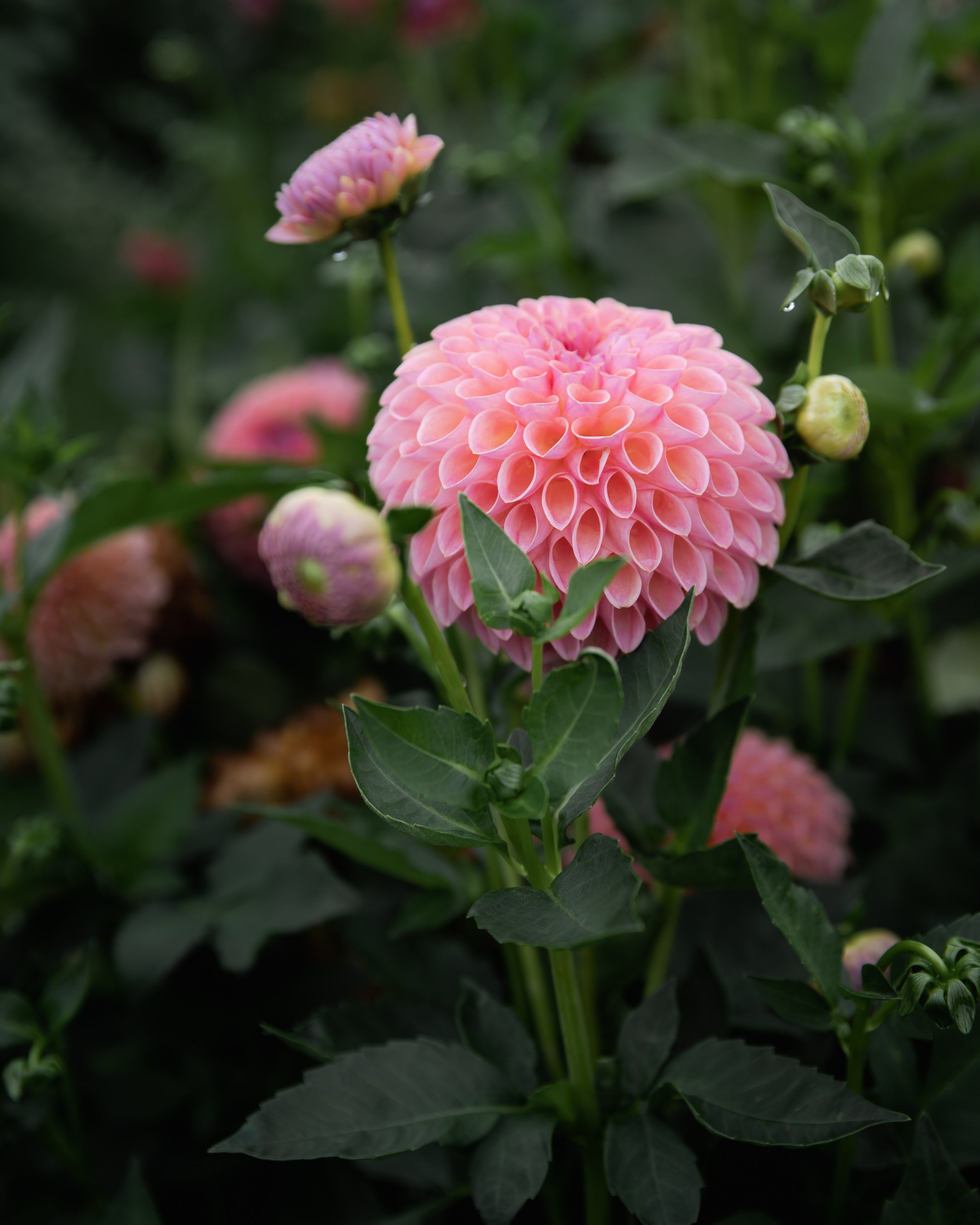Dahlia Tuber Sale Jowey Winnie