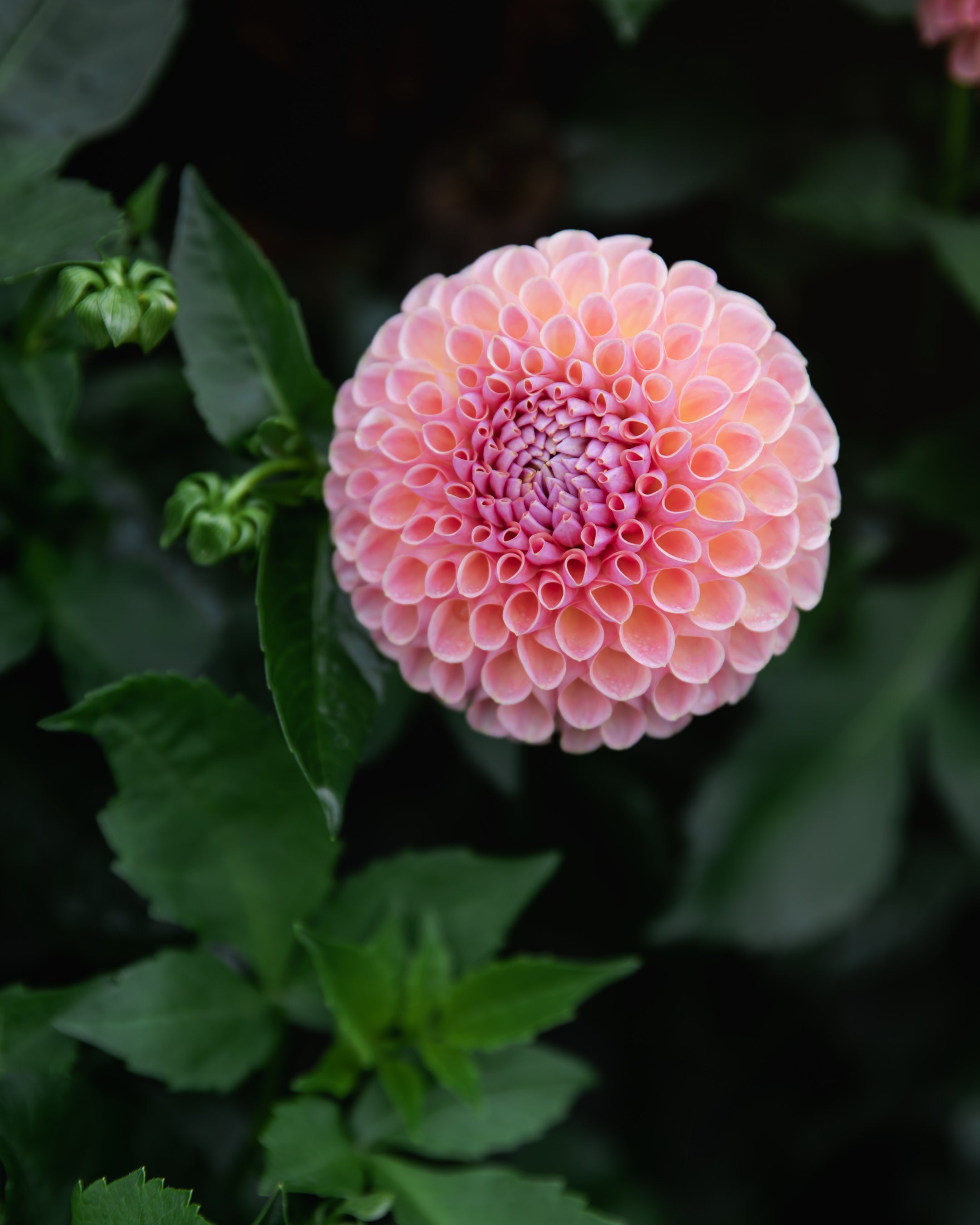 Dahlia Tuber Sale Jowey Winnie
