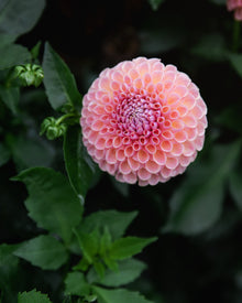 Dahlia Tuber Sale Jowey Winnie