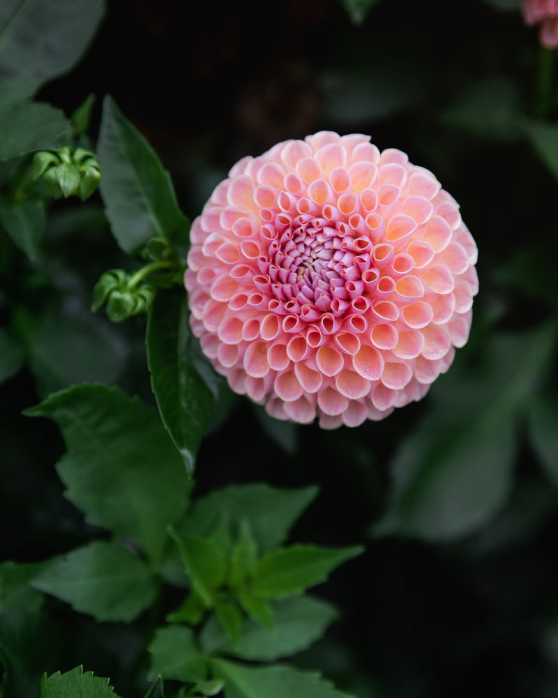 Dahlia Tuber Sale Jowey Winnie