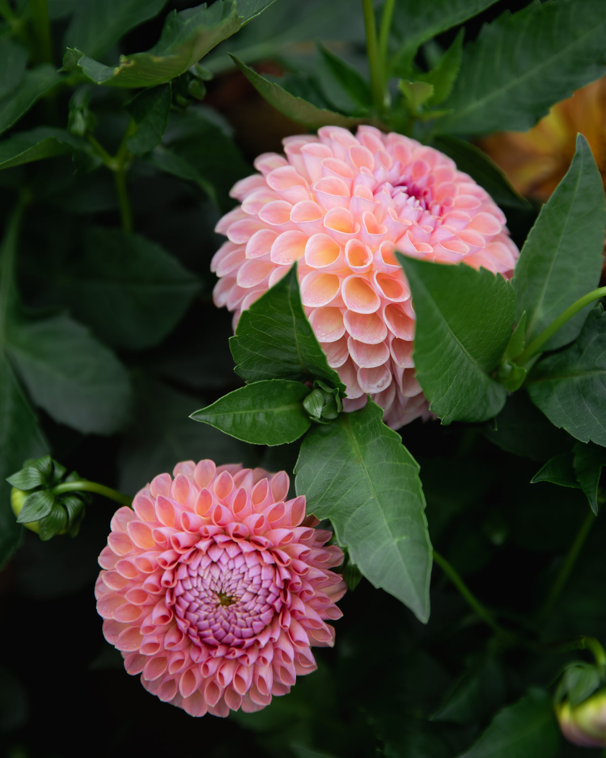Dahlia Tuber Sale Jowey Winnie