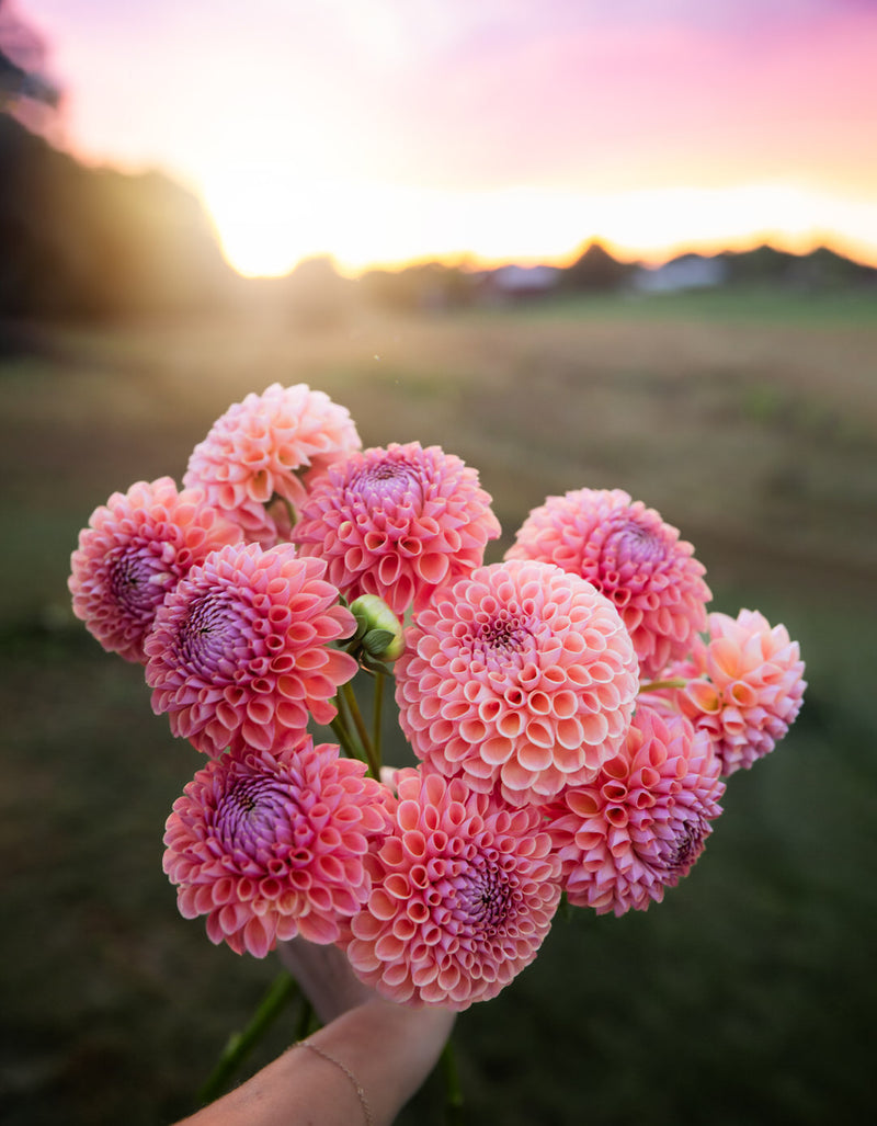 Dahlia Jowey Winnie
