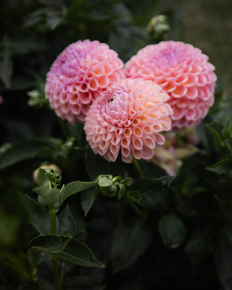 Dahlia Jowey Winnie