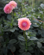 Dahlia KA's® Boho Peach