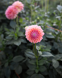 Dahlia KA's® Boho Peach