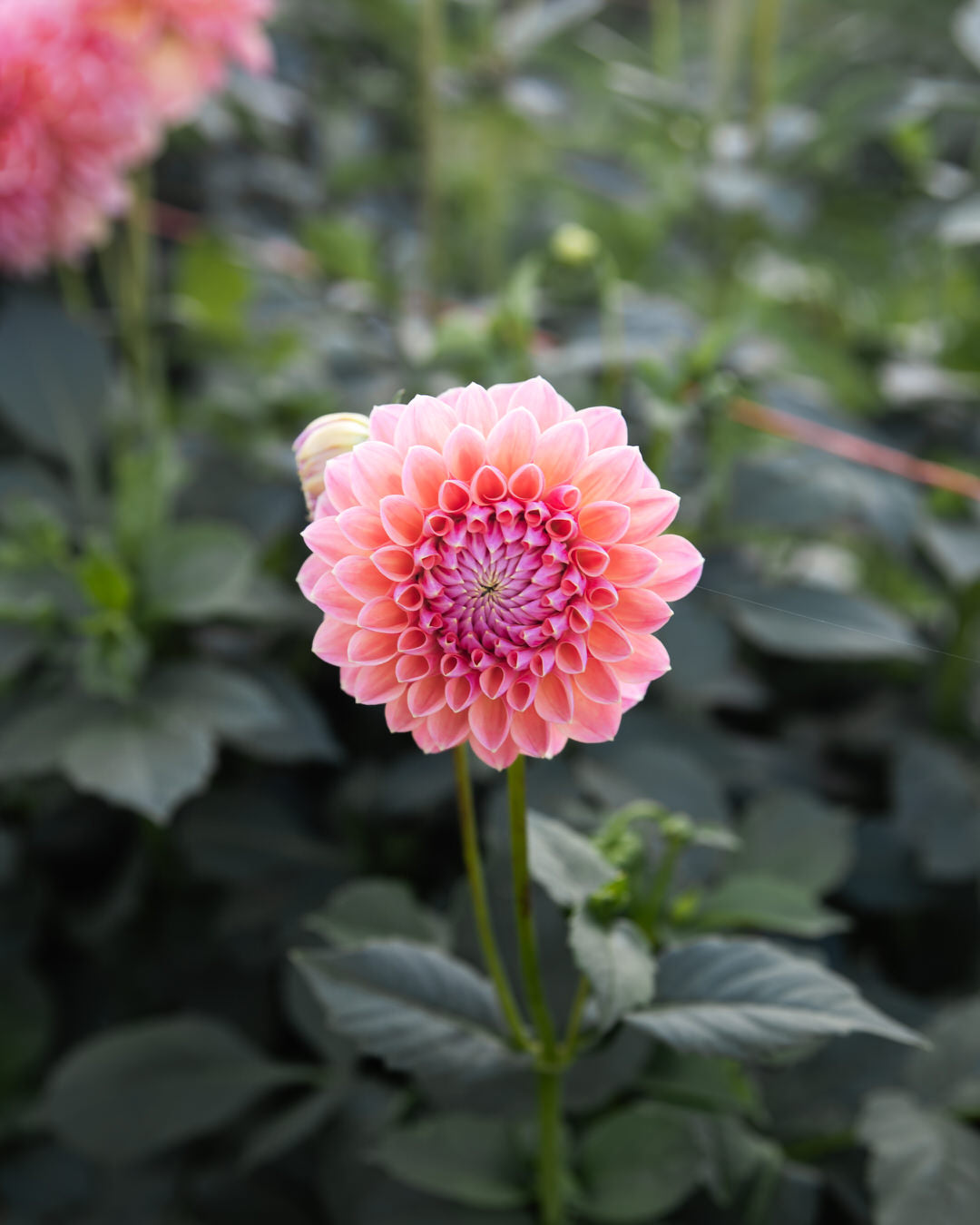 Dahlia KA's® Boho Peach