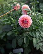 Dahlia KA's® Boho Peach