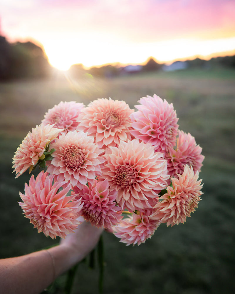 Dahlia KA's® Coral Sea