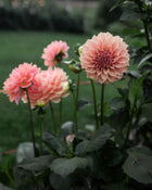 Dahlia KA's Coral Sea