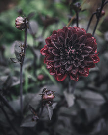 Dahlia Karma Choc