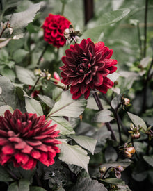 Dahlia Karma Choc
