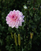 Dahlia Karma Prospero