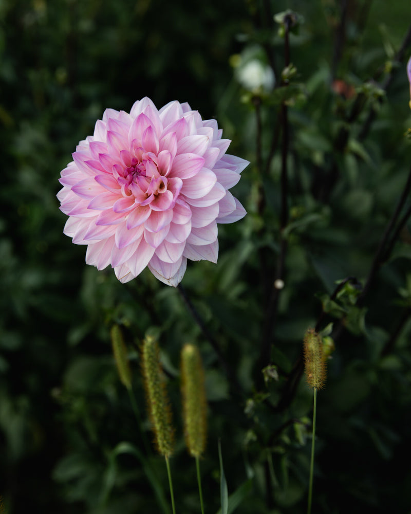 Dahlia Karma Prospero